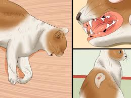 ویروس نقص ایمنی گربه‌ها (FIV)