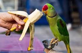 غذای طوطی ملنگو